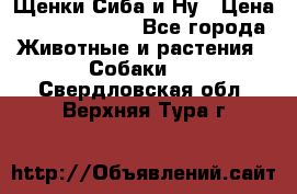 Щенки Сиба и Ну › Цена ­ 35000-85000 - Все города Животные и растения » Собаки   . Свердловская обл.,Верхняя Тура г.